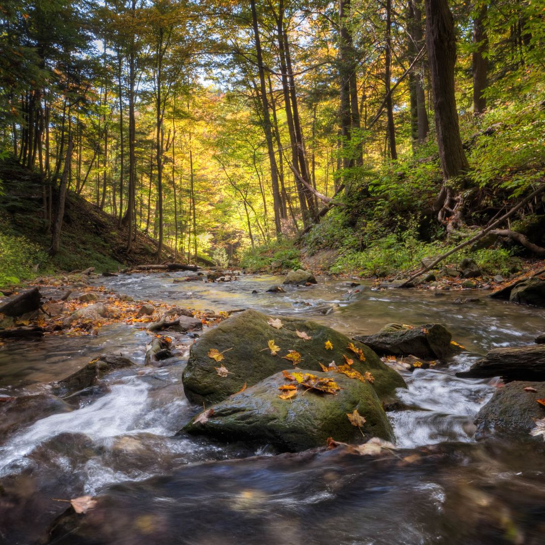 River surrounded by trees